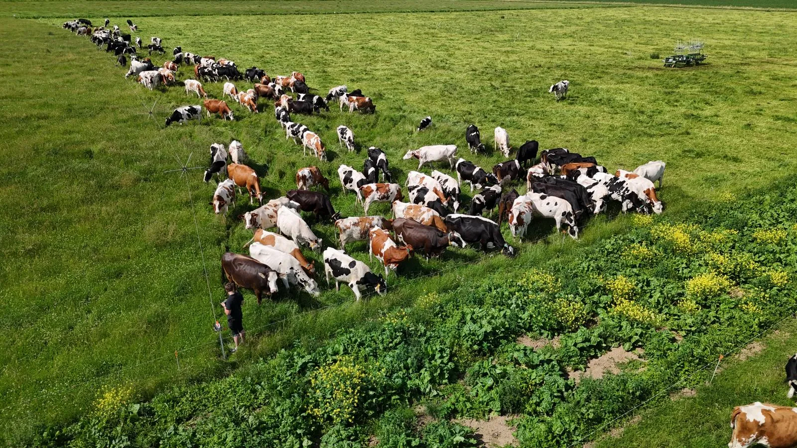 Luchtfoto van de kudde grazend in het kruidenrijke grasland
